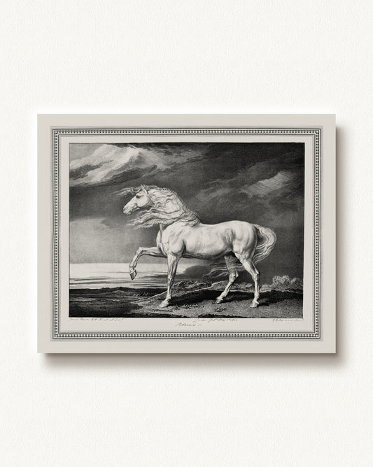 Adonis — unframed print